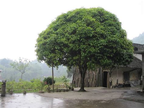 橄榄树风水|庭院风水：门前屋后种树有讲究